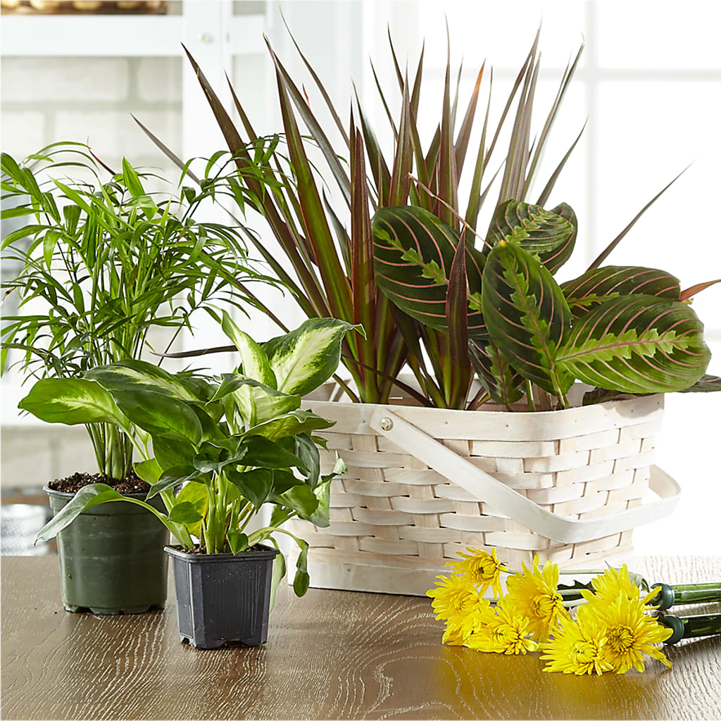 Florist Designed Blooming and Green Plants in a Basket – MILLER'S FLOWERS, Racine WI