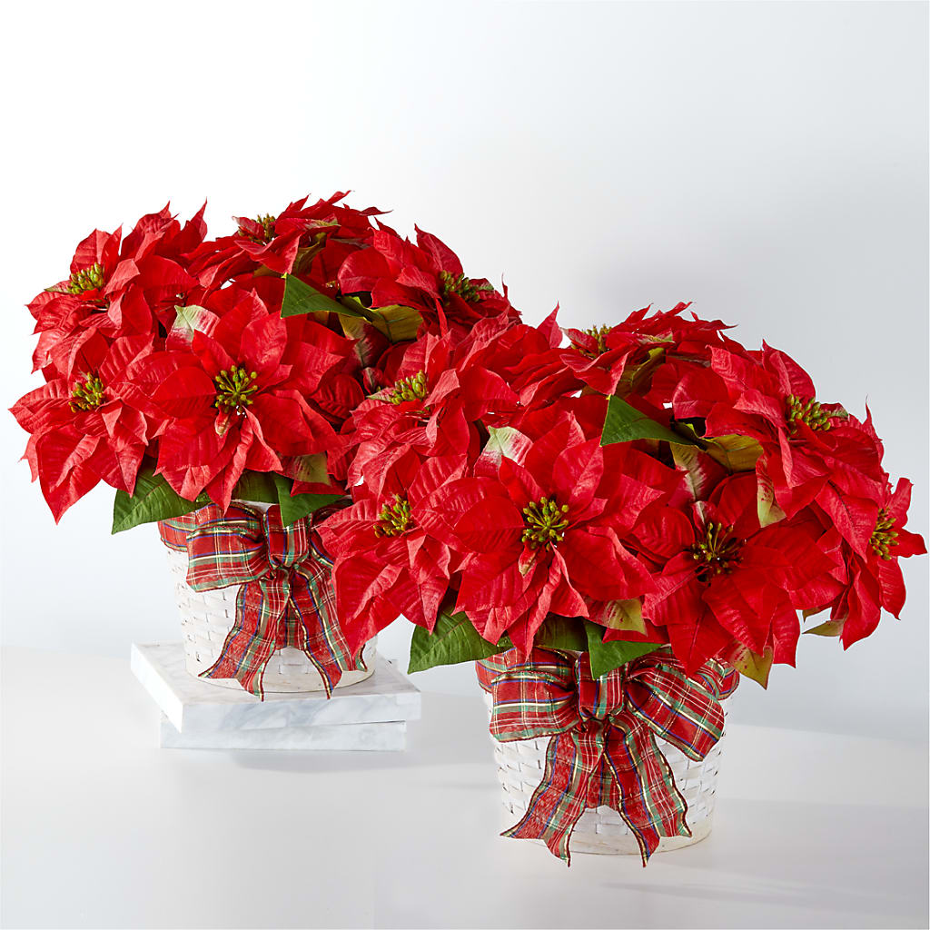 Happiest Holidays Poinsettia Bundle – MILLER'S FLOWERS, Racine WI
