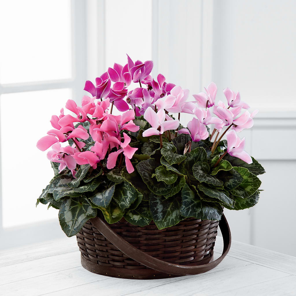 Mixed Cyclamen Planter – MILLER'S FLOWERS, Racine WI