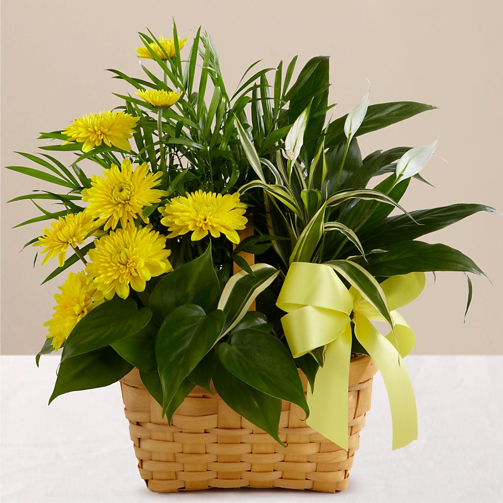 Loving Light Dishgarden – MILLER'S FLOWERS, Racine WI