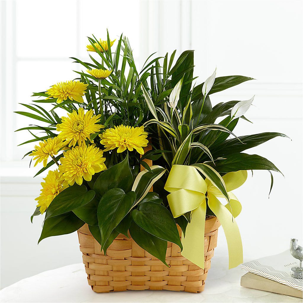 Loving Light Dishgarden – MILLER'S FLOWERS, Racine WI