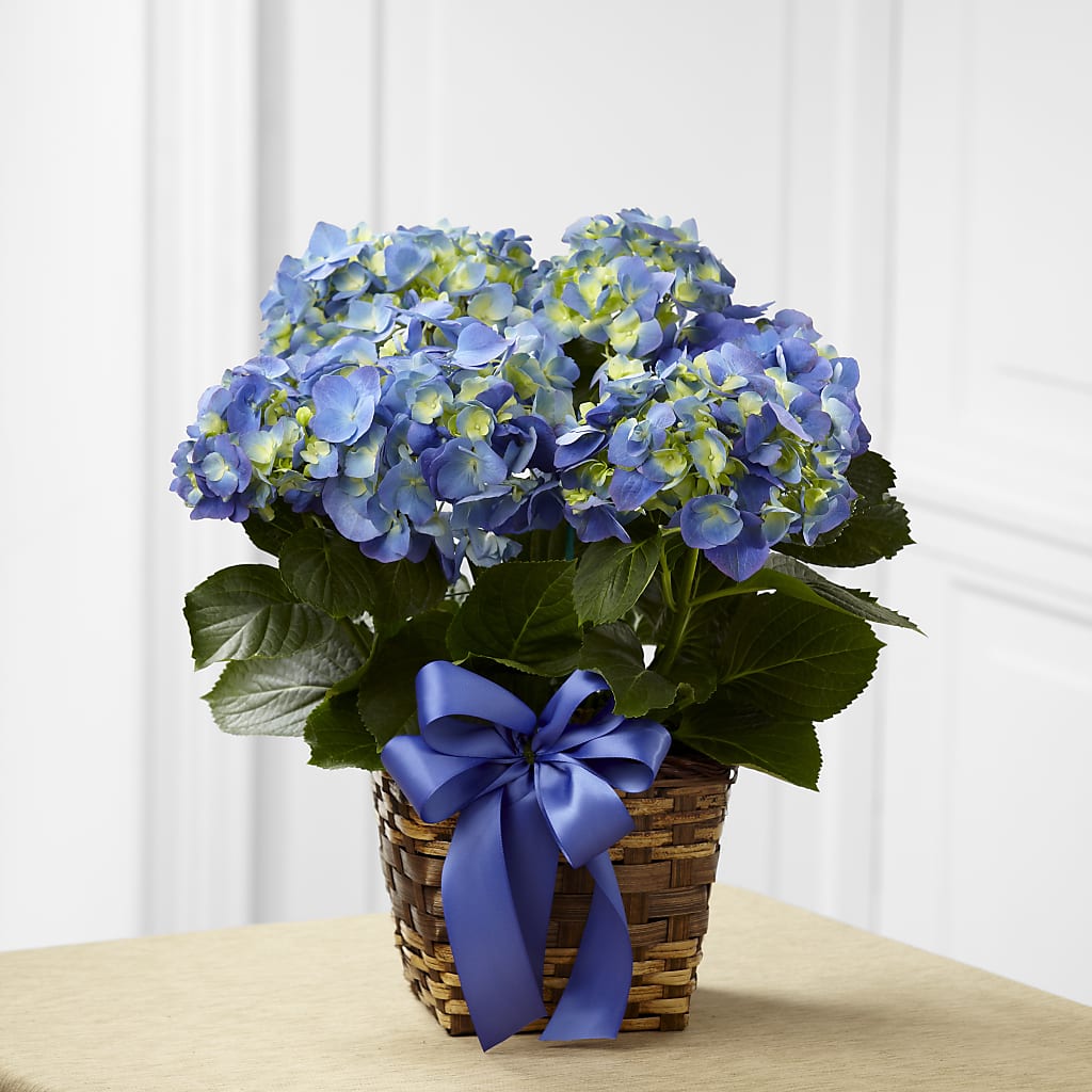 Blue Hydrangea Planter – MILLER'S FLOWERS, Racine WI
