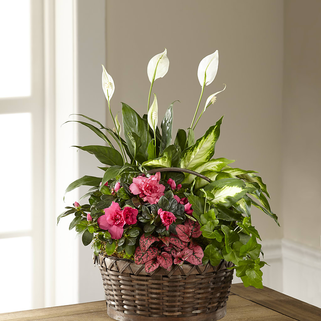 Dream in Pink Dishgarden – MILLER'S FLOWERS, Racine WI