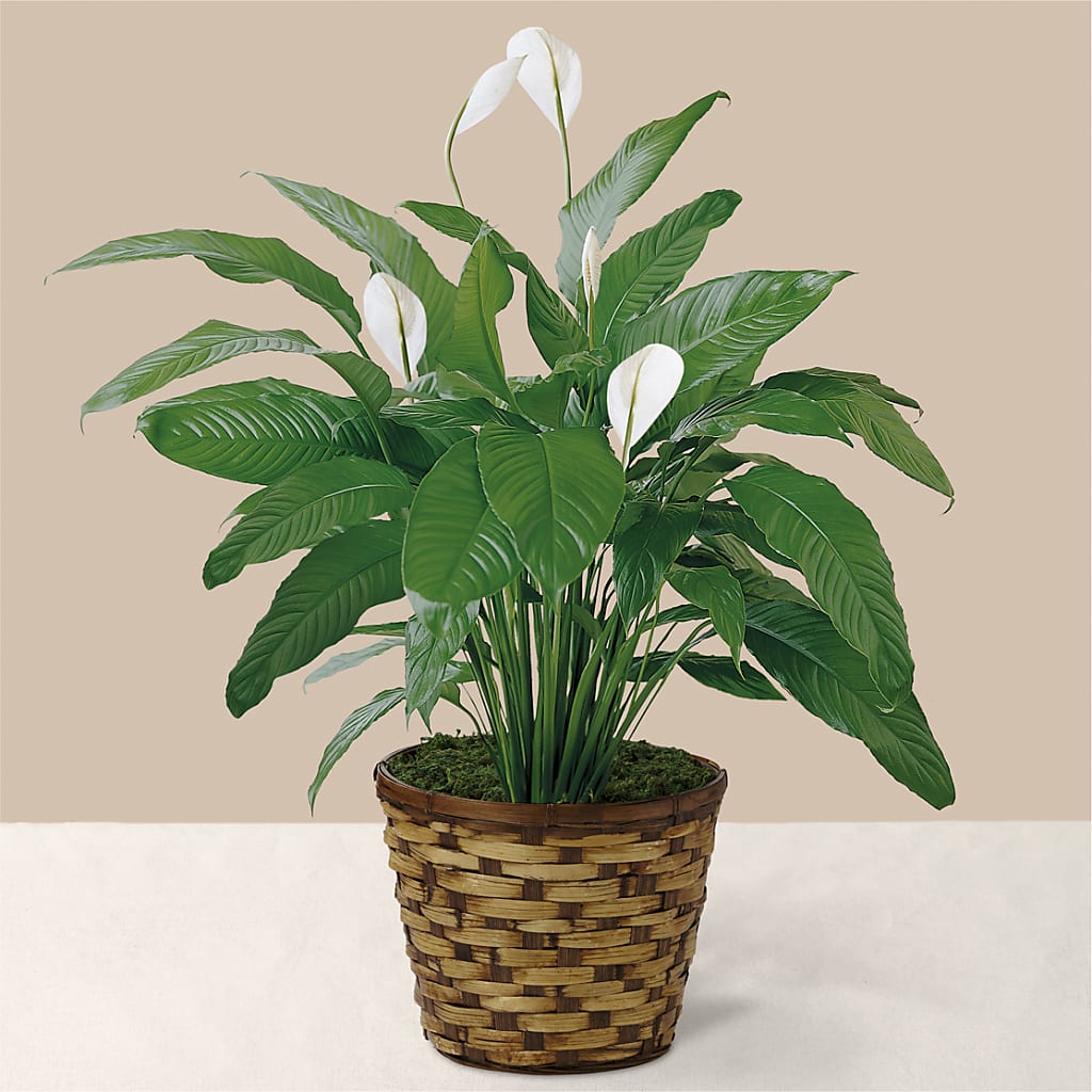 Tranquil Moments Peace Lily Plant – MILLER'S FLOWERS, Racine WI