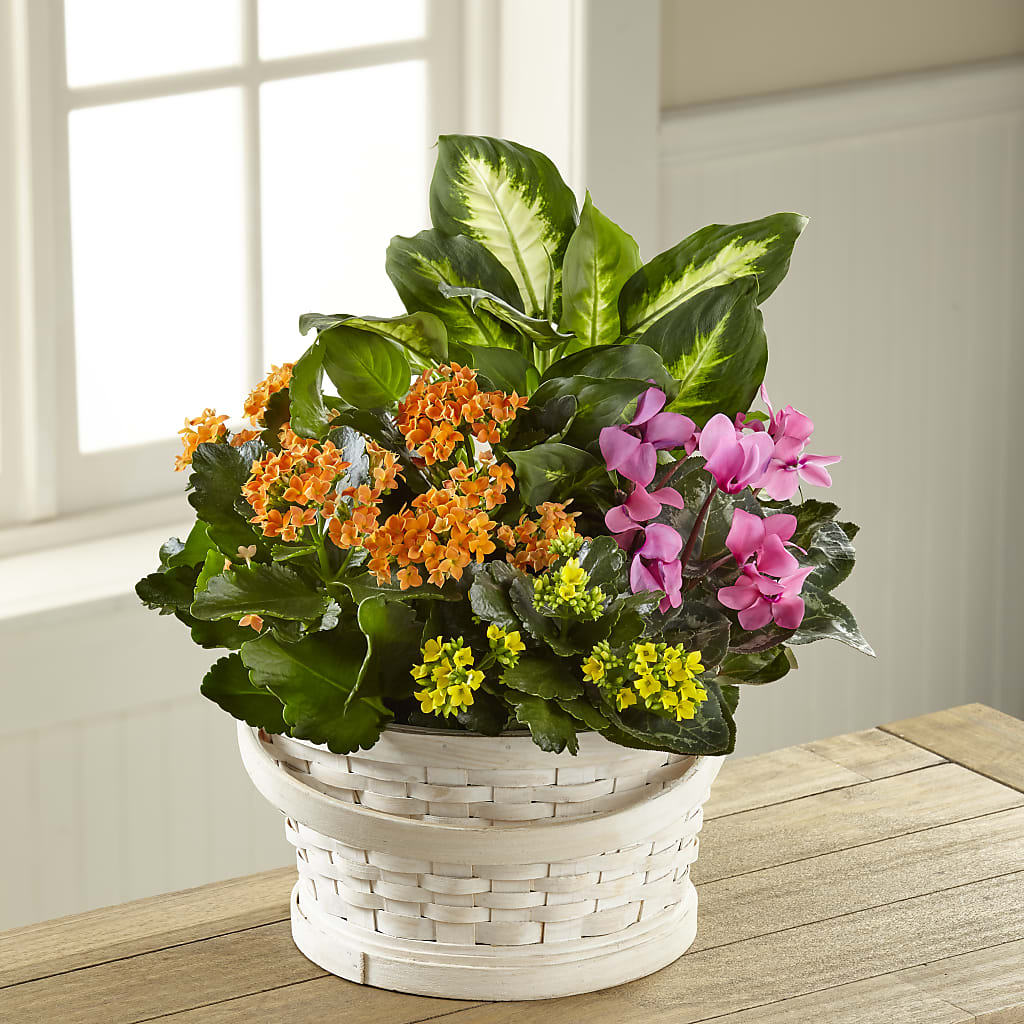 Color Crush Dishgarden – MILLER'S FLOWERS, Racine WI