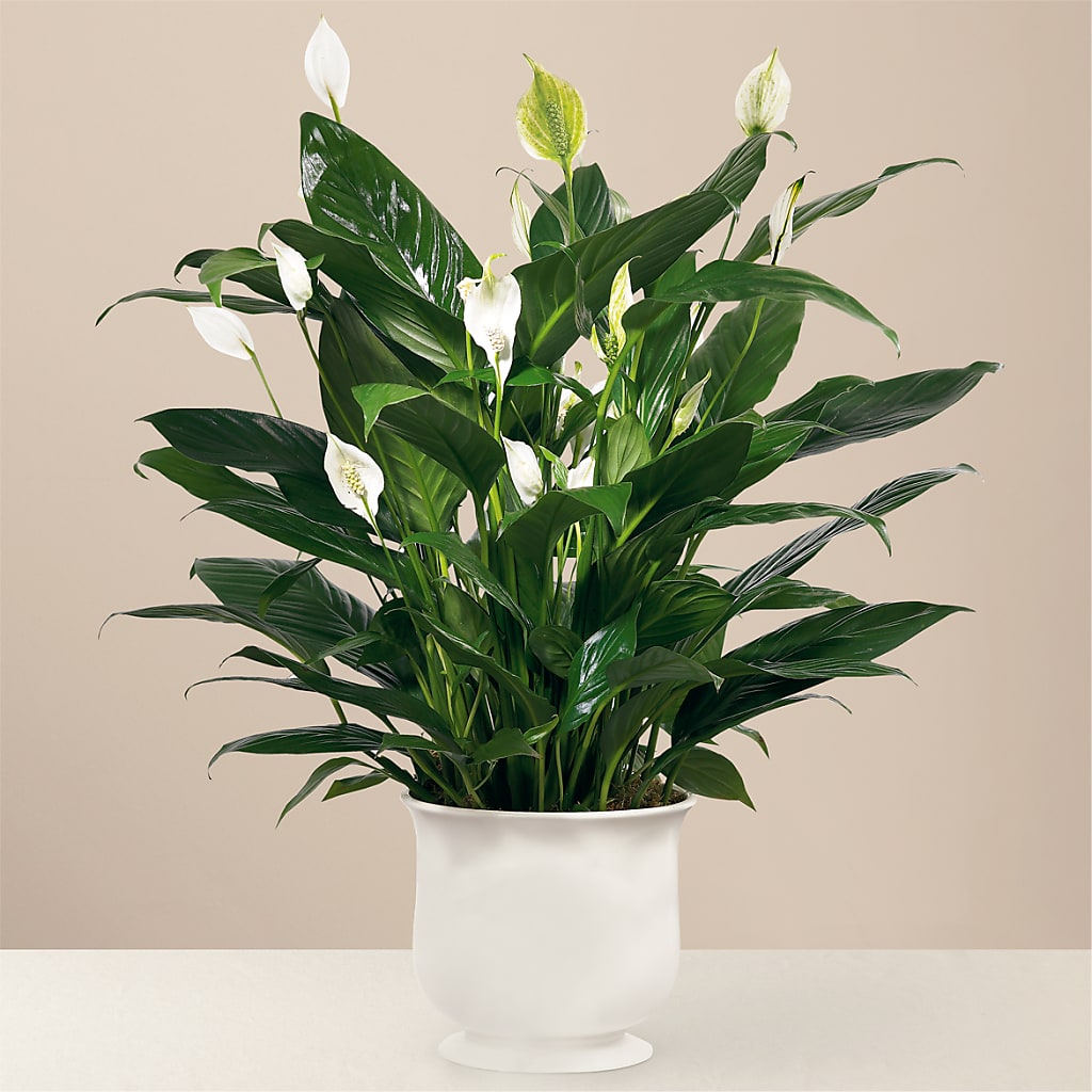 Comfort Planter – MILLER'S FLOWERS, Racine WI