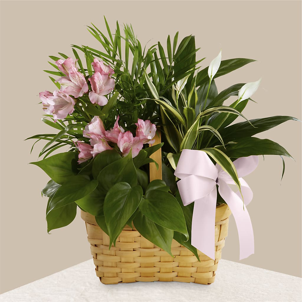 Living Spirit Dishgarden – MILLER'S FLOWERS, Racine WI