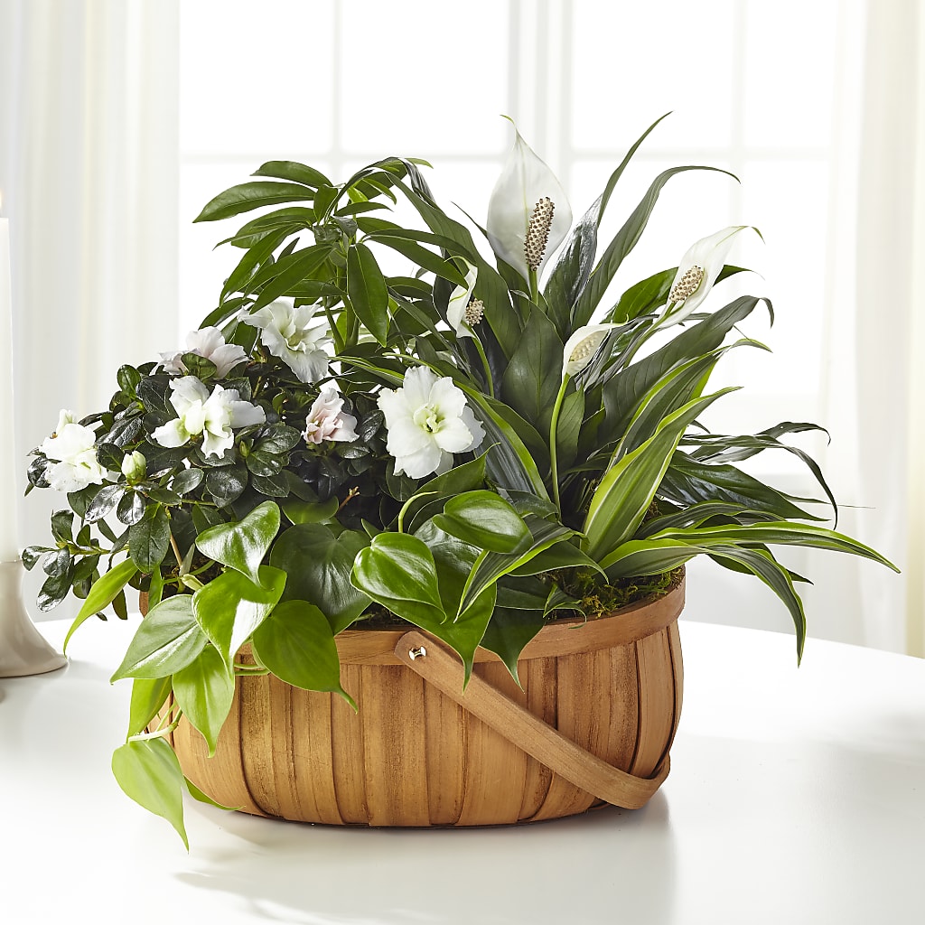 Serene Dishgarden – MILLER'S FLOWERS, Racine WI