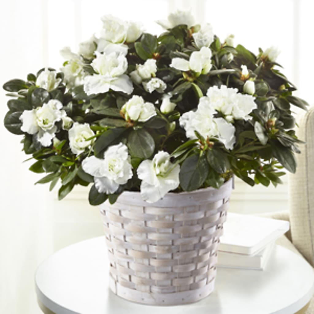 White Azalea Plant – MILLER'S FLOWERS, Racine WI