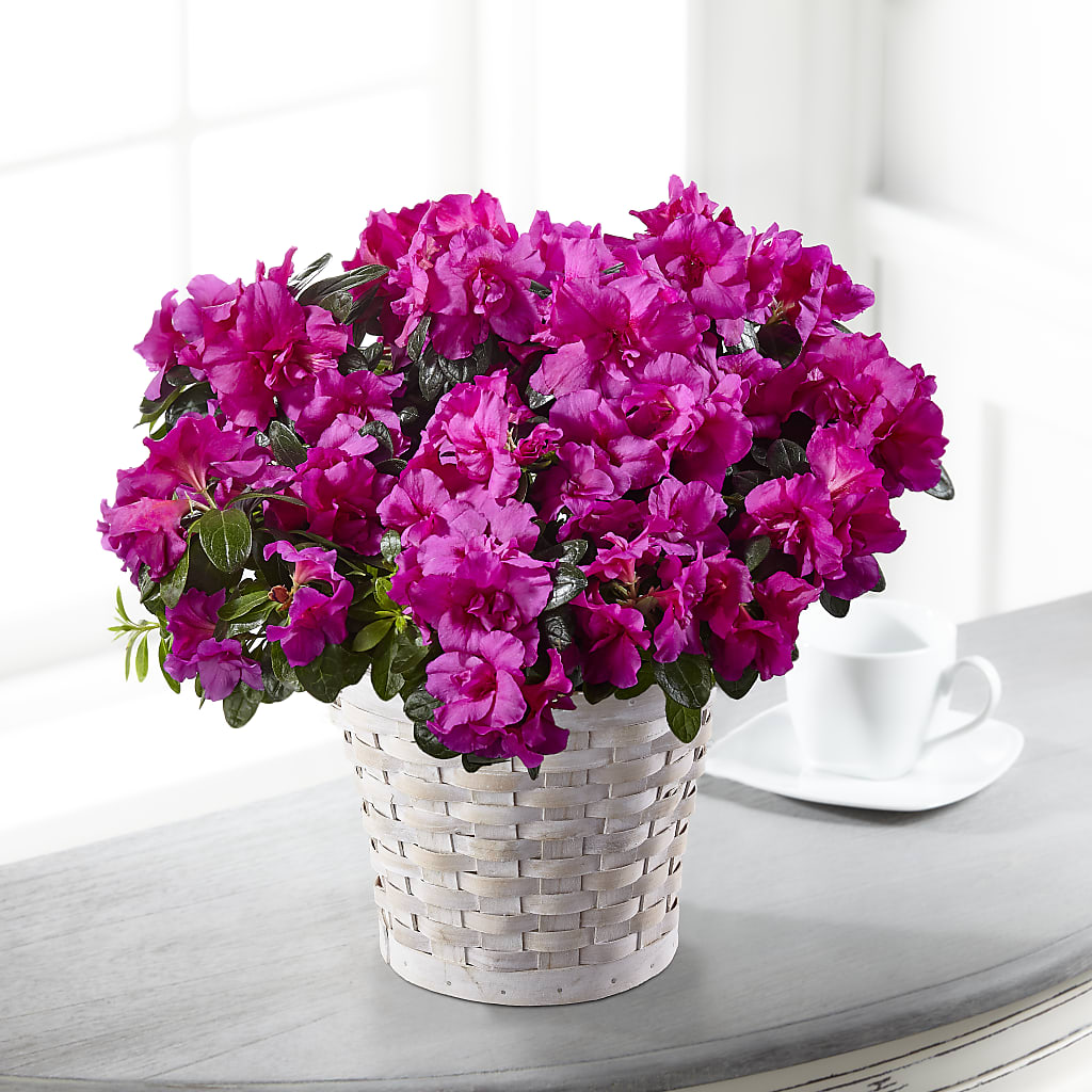 Hope & Serenity Azalea Plant – MILLER'S FLOWERS, Racine WI