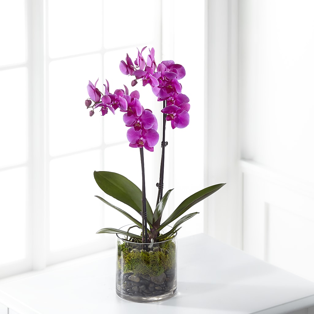 Pink Orchid Plant – MILLER'S FLOWERS, Racine WI