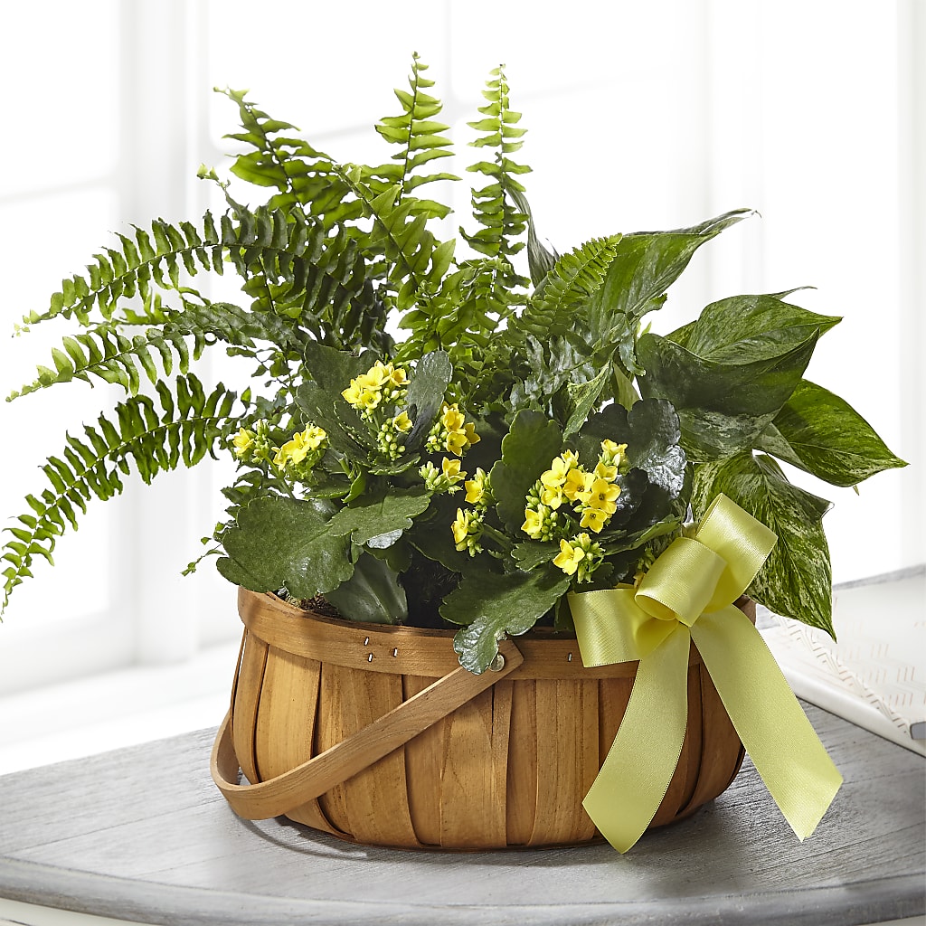 Always Dear Dishgarden – MILLER'S FLOWERS, Racine WI