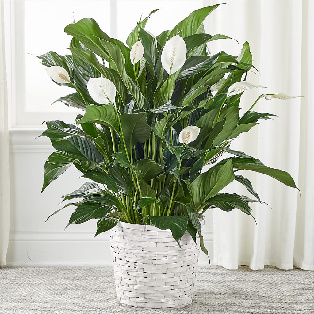 A New Leaf Peace Lily – MILLER'S FLOWERS, Racine WI