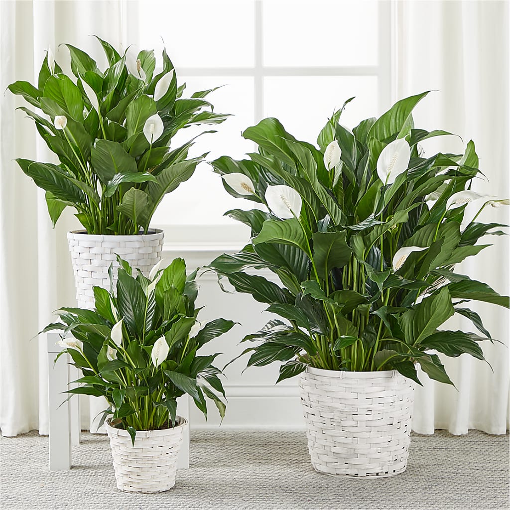 A New Leaf Peace Lily – MILLER'S FLOWERS, Racine WI