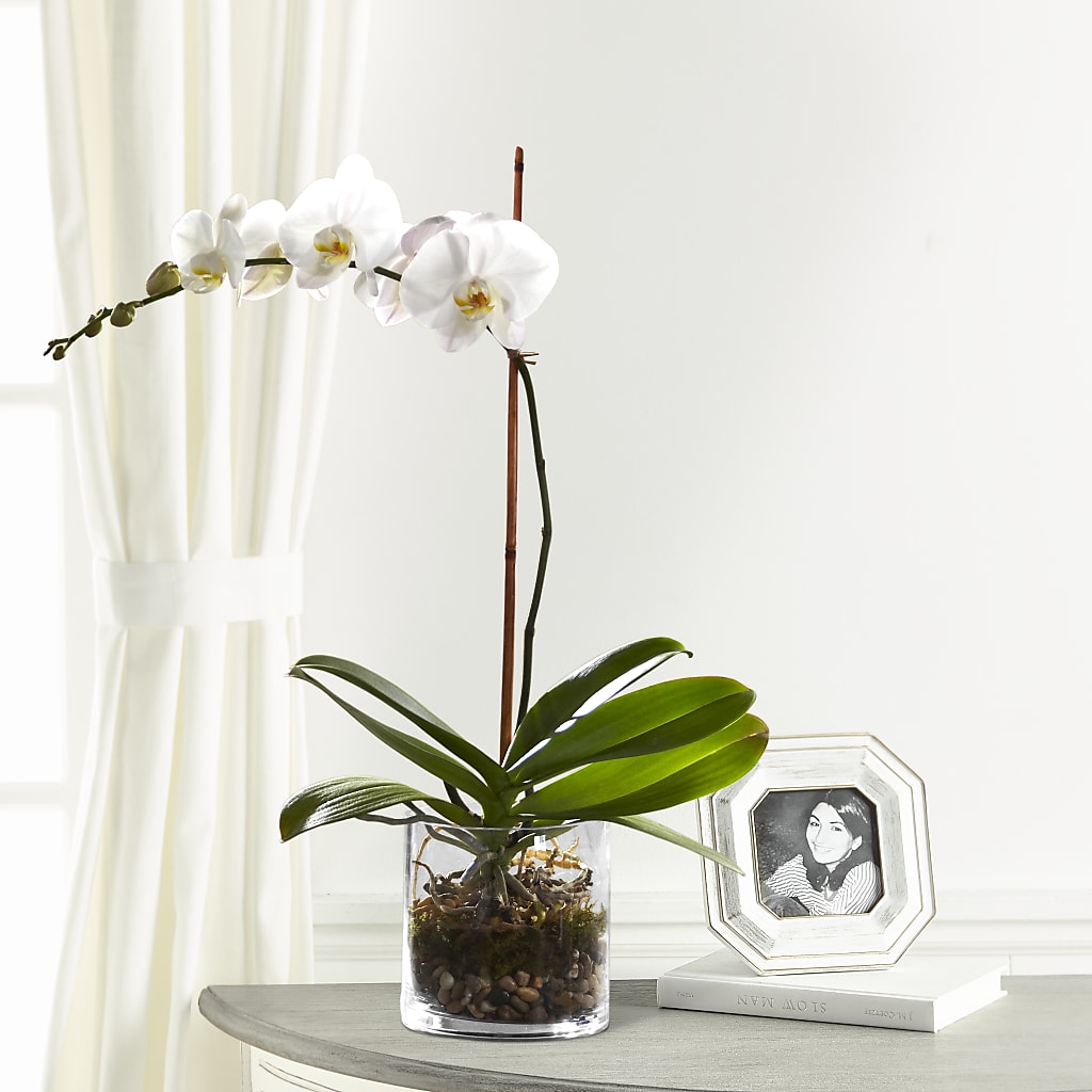 White Orchid Planter – MILLER'S FLOWERS, Racine WI