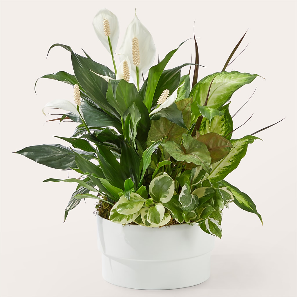 Radiating Positivity Dishgarden – MILLER'S FLOWERS, Racine WI