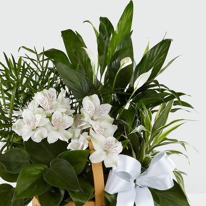 Peace & Serenity Dishgarden – MILLER'S FLOWERS, Racine WI