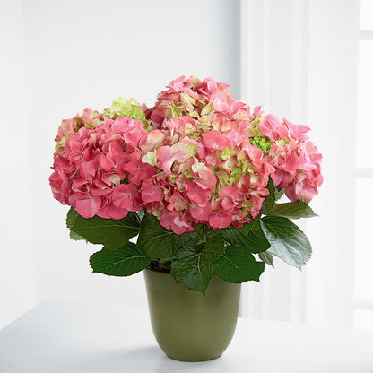 Pink Hydrangea Planter – MILLER'S FLOWERS, Racine WI