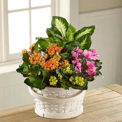 Color Crush Dishgarden – MILLER'S FLOWERS, Racine WI