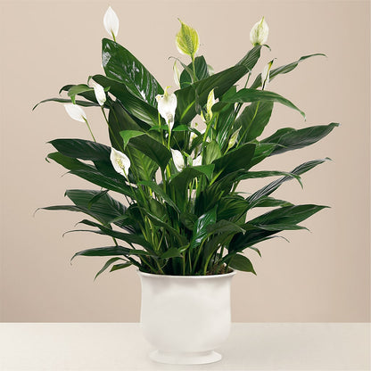 Comfort Planter – MILLER'S FLOWERS, Racine WI