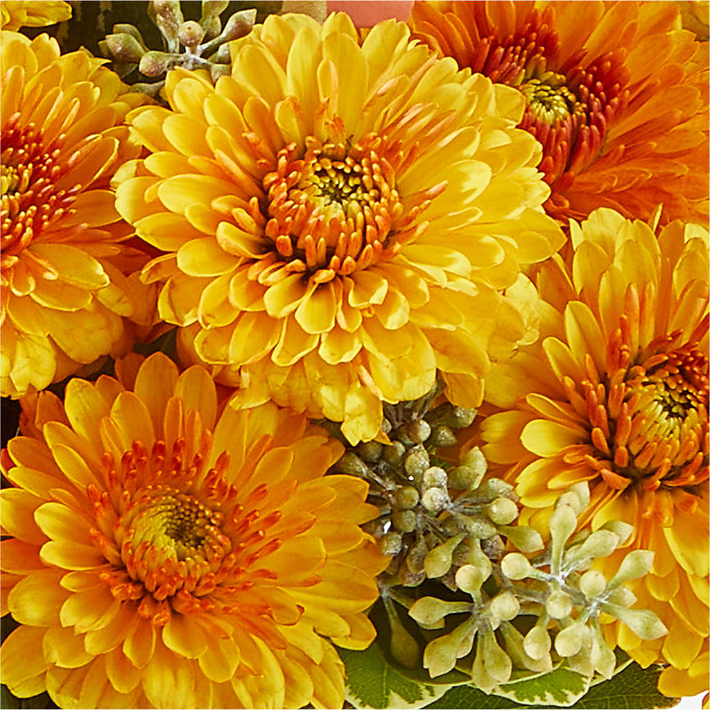 Peachy Pumpkin – MILLER'S FLOWERS, Racine WI