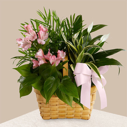 Living Spirit Dishgarden – MILLER'S FLOWERS, Racine WI