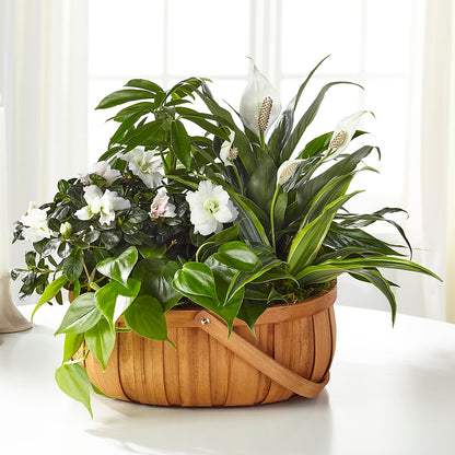 Serene Dishgarden – MILLER'S FLOWERS, Racine WI