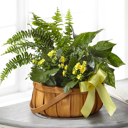 Always Dear Dishgarden – MILLER'S FLOWERS, Racine WI