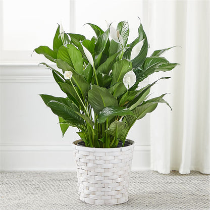 A New Leaf Peace Lily – MILLER'S FLOWERS, Racine WI