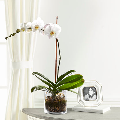 White Orchid Planter – MILLER'S FLOWERS, Racine WI