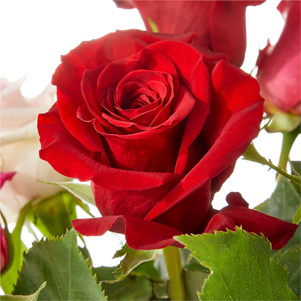Love Notes Rose Bouquet – MILLER'S FLOWERS, Racine WI